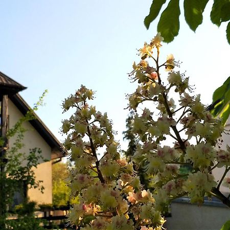 Apartamento Dom Pod Kasztanami Kazimierz Dolny Exterior foto